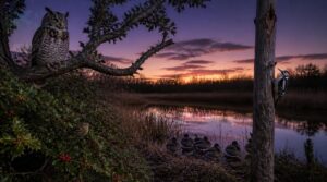 how different birds choose roosts how different birds choose roosts