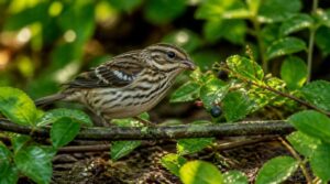 juvenile identification juvenile identification