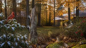 matching birds to woodland or yard habitats matching birds to woodland or yard habitats
