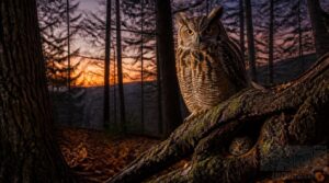 owl species in pennsylvania owl species in pennsylvania