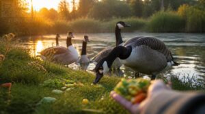 responsible goose feeding tips responsible goose feeding tips