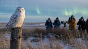 seeing snowy owls responsibly seeing snowy owls responsibly