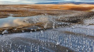 snow goose habitat and range snow goose habitat and range