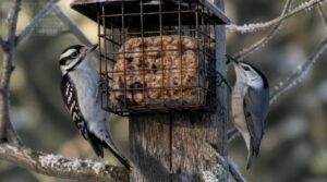 suet cakes and blocks suet cakes and blocks