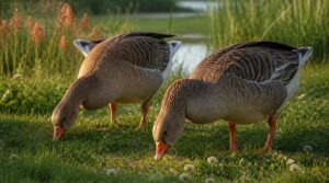 what do geese eat 1 what do geese eat 1