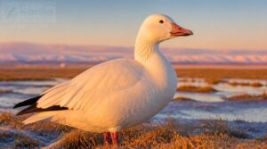 what is a snow goose what is a snow goose