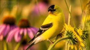what is an american goldfinch what is an american goldfinch