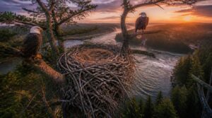 where bald eagles build nests where bald eagles build nests