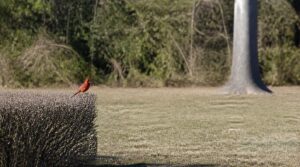where cardinals avoid nesting where cardinals avoid nesting